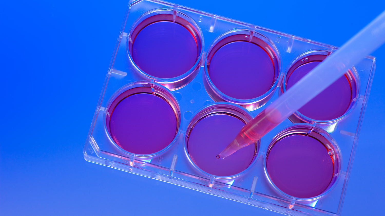 Stemm Cells