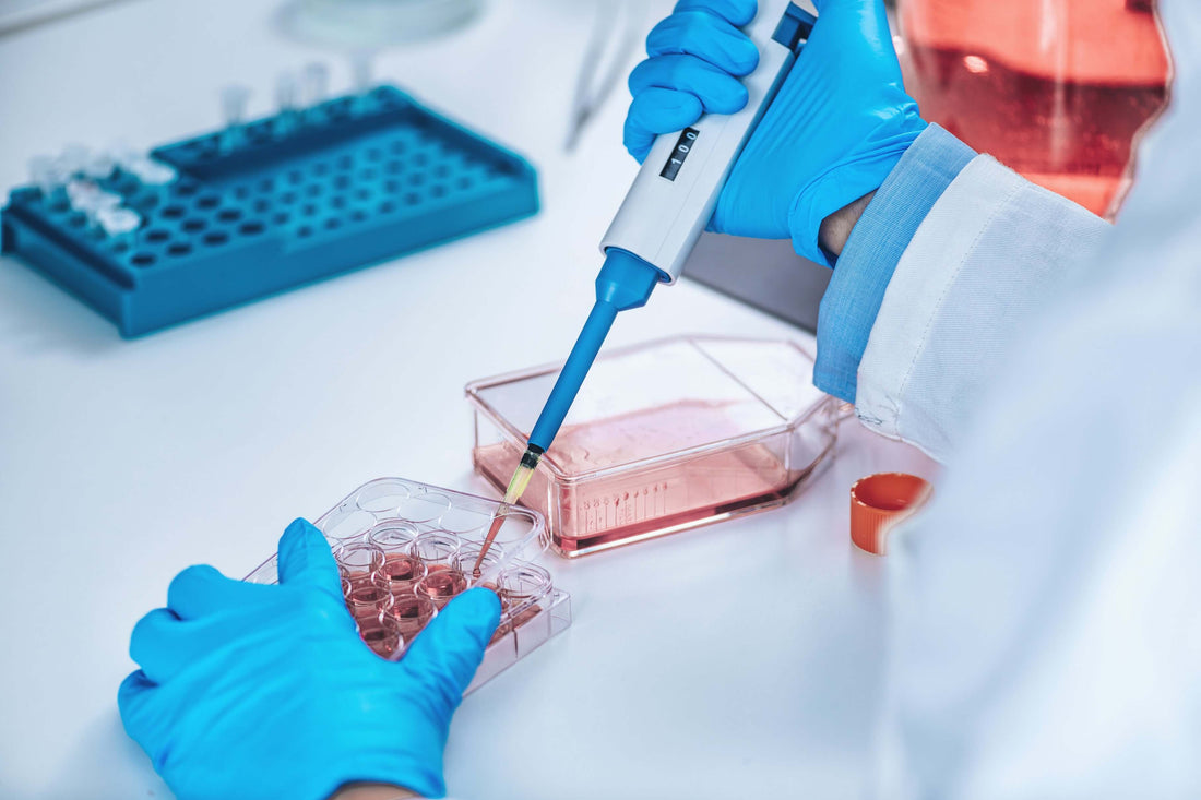 Reversed-Aging mit körpereigenen Stammzellen – Ihre Zeitreise beginnt im Inneren